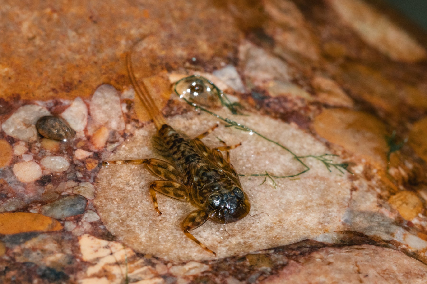 Köcherfliegenlarve auf einem Stein im Flachwasser – Insektenkunde im Fliegenfischer-Kurs von Flyfishing Guide Service. Flyfishing Guide Service, Flyfish Bünti, Fliegenfischen mit Rolf Bünter, Fliegenfischen Schweiz, Köcherfliegenlarve, Wasserinsekt, Insektenkunde, Entomologie, Fliegenmuster Vorbild, Steinbett, Flachwasser, Fliegenfischer-Theorie, Nymphe natürlich, Töss-Insekten, Schweizer Bachlebewesen, Naturkunde Fluss, Imitation Insekt, Fliegenwahl Grundlage